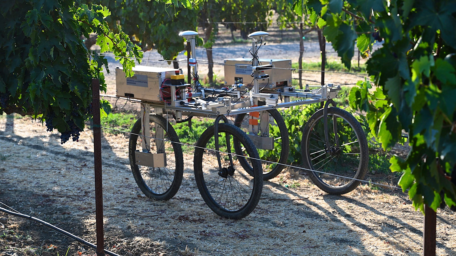 A robot in a vineyard